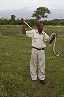 African Rock Python Prints: Holding an African Rock Python - Okavango Delta