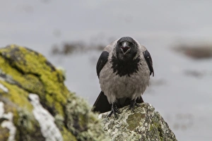 Birdwatching In The UK Prints: Hooded Crow calling
