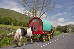 Spring Collection: Horse, Irish Cob (Gypsy Pony), pulling traveller caravan, heading towards Appleby Horse Fair