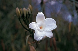 Unique Plant Species Prints: Leafless Vanilla Orchid