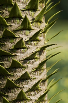 Monkey Puzzle Tree Prints: Monkey Puzzle (Araucaria araucana) close-up of trunk, in garden, Norfolk, England, march