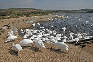 Abbotsbury Collection: Mute Swan (Cygnus olor) adults, flock feeding at edge of brackish lagoon habitat, The Fleet