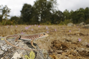Timon Lepidus Prints: Ocellated Lizard (Timon lepidus) young, standing on rock in habitat, Spain, september