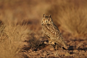 African Owl Species Prints: Pharaoh Eagle-owl (Bubo ascalaphus) adult