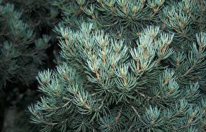 Evergreen Plant Prints: Pine (Pinus monophylla) Leaf