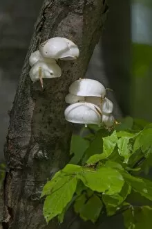 Oudemansiella Collection: Poached Egg Fungus on Common Beech tree - Oudemansiella mucida