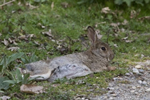 Minsmere Nature Reserve Prints: Resting Rabbit
