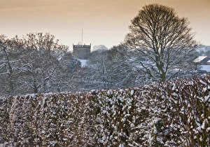 Snowy Church Tower Prints: Snow covered hedgerow and tree in evening