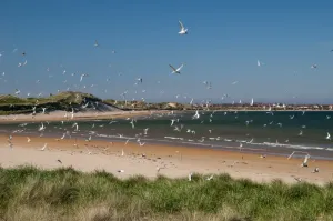 Arctic Tern Print: Flock in Flight over Colony