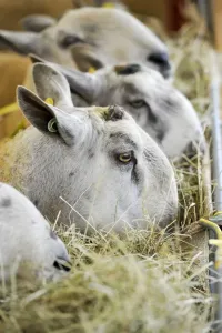 Sheep Prints: Domestic Sheep Print: Blue-faced Leicester Rams Feeding on Hay