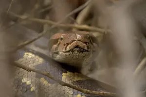 Indian Python Print, Adult Head Close-up