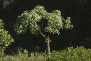 African Flora Images Prints: Mountain Cabbage Tree (Cussonia paniculata subsp. sinuata) habit, Royal Natal N. P