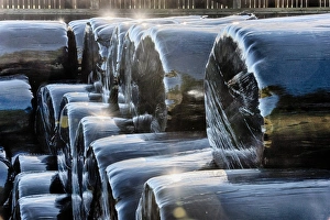 European Farming Prints: Stack of plastic wrapped round silage bales