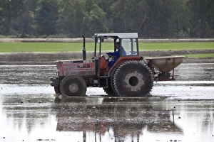 Tractor in Paddy Field Print