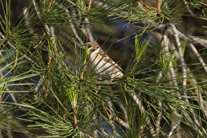 European Tree Sparrow Prints: Tree Sparrow in Stone Pine tree - Spain