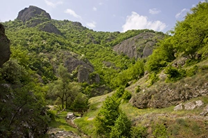 Eastern European Forests Prints: View of botanically-rich protected area