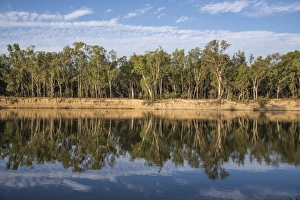 Australian Bush Scenery Prints: View of forest reflected in river