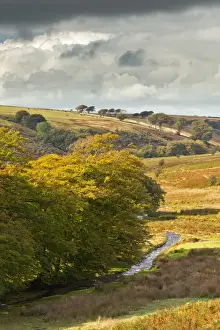 Somerset England Landscape Prints: View of river and beech trees in sunlight breaking through rainclouds