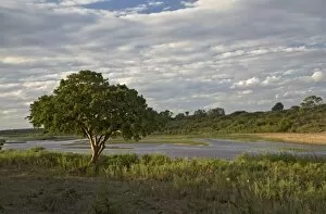 Spring Collection: View of river with Cape Fig (Ficus sur) on bank, Lower Sabie Camp, Sabie River, Kruger N. P