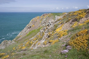 Channel Islands Landscape Prints: View of sea cliffs with spring flowers, Les Landes, Jersey, Channel Islands, May