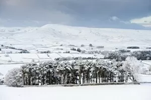 Spring Collection: View over snow covered farmland and conifer trees, Howgills, Ravenstonedale, Cumbria, England