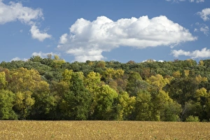 Autumn Woodland Scene Print, North Dakota