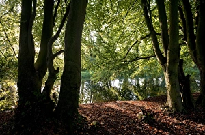 Norfolk Countryside Scenery Prints: View through trees towards river, River Bure, Horstead, Norfolk, England, september
