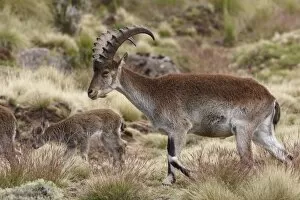 Afro Alpine Collection: Walia Ibex (Capra walie) immature male, walking in herd of female with young, Simien Mountains
