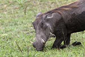 Warthog Kneeling to Feed Print