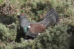 Spring Collection: Western Capercaillie (Tetrao urogallus) adult male, perched in Scots Pine (Pinus sylvestris)