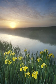 Yellow Iris Prints: Yellow Iris (Iris pseudacorus) flowering
