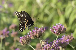03009-01914 Black Swallowtail (Papilio polyxenes) male on Brazilian Verbena (Verbena 03009-01914 Black Swallowtail (Papilio polyxenes) male on Brazilian Verbena (Verbena