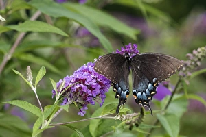 03023-03206 Eastern Tiger Swallowtail (Papilio glaucaus) female (black form) 03023-03206 Eastern Tiger Swallowtail (Papilio glaucaus) female (black form)