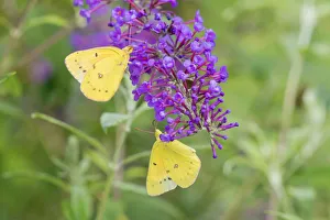 03074-00603 Orange Sulphurs (Colias eurytheme) on Butterfly Bush (Buddleja davidii) 03074-00603 Orange Sulphurs (Colias eurytheme) on Butterfly Bush (Buddleja davidii)