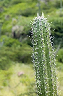 ABC Islands - ARUBA - Arikok National Wildlife Park: Cactus ABC Islands - ARUBA - Arikok National Wildlife Park: Cactus
