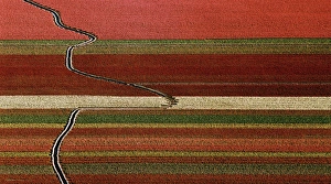 An abstract aerial view of tulip fields with a drainage ditch crossing the rows An abstract aerial view of tulip fields with a drainage ditch crossing the rows