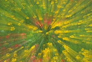 Garden Abstract Print