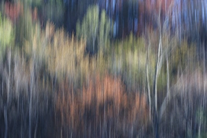 Abstract blur of trees leafing out in Spring, Tennessee Abstract blur of trees leafing out in Spring, Tennessee