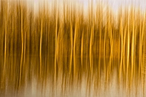 Abstract, in-camera blurs of trees and reflections in water Abstract, in-camera blurs of trees and reflections in water