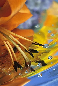 Abstract of lily stamens in reflection. Credit as: Nancy Rotenberg / Jaynes Gallery Abstract of lily stamens in reflection. Credit as: Nancy Rotenberg / Jaynes Gallery