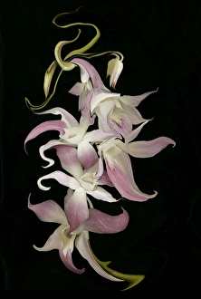Abstract orchid artwork, digitally manipulated Abstract orchid artwork, digitally manipulated