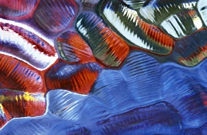 Colorful Abstract Patterns Prints: Abstract Pattern in Glass