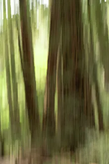 Abstract Tree Photography Prints: Abstract trees