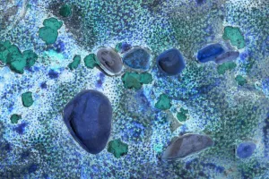 Canada Pebbles and Shell Abstract Print