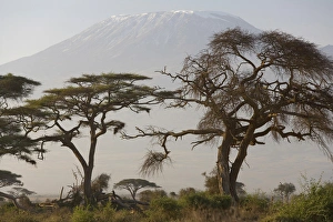 Acacia tree; Mt Kilimangaro; Amboseli Nat Park, Kenya Acacia tree; Mt Kilimangaro; Amboseli Nat Park, Kenya