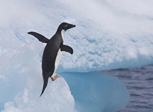 An adelie penguin loafs on an iceberg near its nesting colony on Paulet Island An adelie penguin loafs on an iceberg near its nesting colony on Paulet Island
