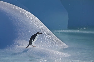 An adelie penguin stands on a blue iceberg near its colony on Devil Island An adelie penguin stands on a blue iceberg near its colony on Devil Island