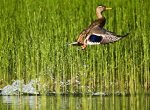 Adult female mallard takes off for flight in the reeds of Whitefish Lake in Montana Adult female mallard takes off for flight in the reeds of Whitefish Lake in Montana