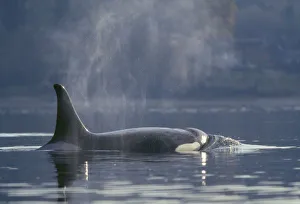 Adult female Orca Whale (Orcinus Orca), Puget Sound, Dyes Inlet, Washington State, USA Adult female Orca Whale (Orcinus Orca), Puget Sound, Dyes Inlet, Washington State, USA