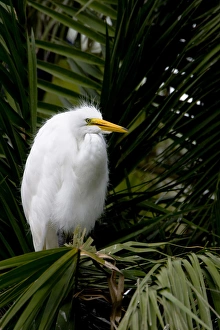 An adult great egret perches at a rookery at Naples Zoo in southwest Florida An adult great egret perches at a rookery at Naples Zoo in southwest Florida